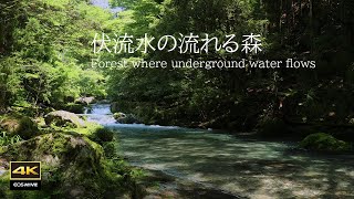 4K映像 + 自然の音 / 湧水(伏流水)の流れる円原川の美しい自然　鳥のさえずり　流れる水の音