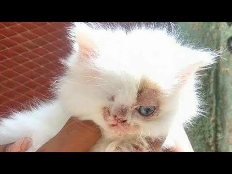 偶然出会った片目の子猫。通りすがりの男性が子猫にしてあげた素晴らしい行動とは？