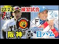 【阪神vs日ハム】矢野阪神が新庄剛志ビックボス率いる日本ハムと初対外試合⚾️2022年2月8日 #阪神タイガースライブ　#阪神タイガース #北海道日本ハムファイターズ