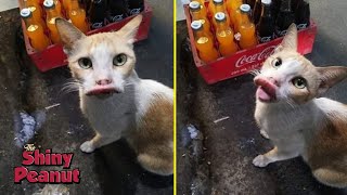 Ketika Kucing Rusuh Tersengat Lebah, Inilah yang Terjadi... Ketika Kucing Rusuh Tersengat Lebah, Inilah yang Terjadi...
