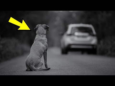 Video: Jūs nekad neesat redzējis suņu braucienu kā tāds skeitbords