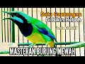 LUXURY BIRD MASTER | Cucak Cungkok Gacor !!!