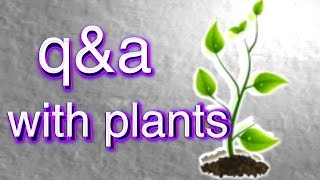 Q&A With Plants