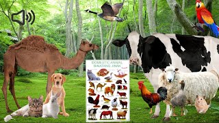 Suara Hewan Domestic Animal Binatang Jinak seperti Gambar pada Poster Asli