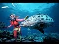 La grande barrire de corail  australie