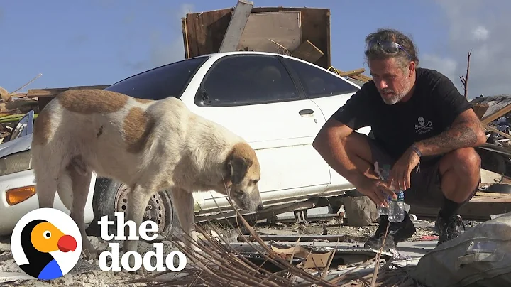 Guy Uses Drones To Rescue Animals From Disasters |...