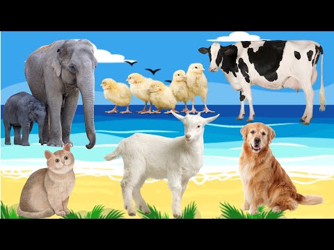 Cute Animals 🥰 cow, cat, chicken, dog, goat, kitten, rooster | Funny animal sounds