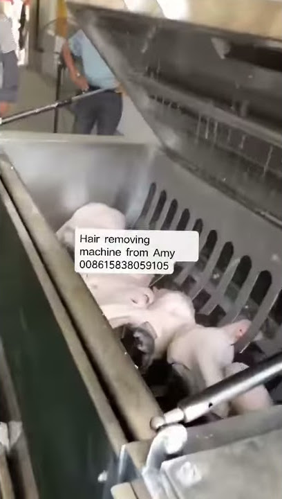 Sheep feet and head dehairing machine from Amy008615838059105