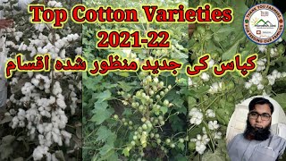 #topCotton #varieties #latestline Top Cotton Varieties 2021-22 Approved.کپاس کی جدید منظور شدہ اقسام
