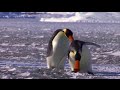 NOOT NOOT Pingu In Real Life NOOT NOOT Pingu In Real Life