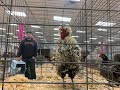 WI Bird & Game Breeder Fall Swap, Fond Du Lac WI 103021