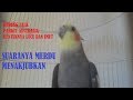 Celotehan Parkit Australia Falk Yang Merdu Bagus Untuk Pancingan Anakan Falk Mp3 - Mp4 Download