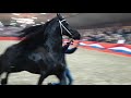 Friesian stallion alwin 469  hengstenshow de nieuwe heuvel lunteren 2020