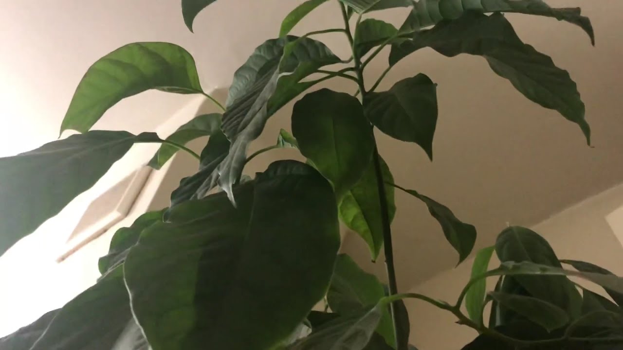 My avocado trees