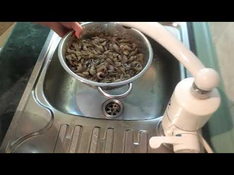 Video: Кантип даамдуу креветка жана жашылча салатын жасоого болот