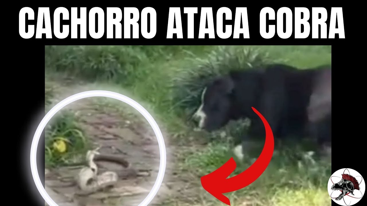 Cachorro ataca Cobra