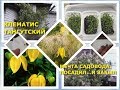 05.01.2020 Клематис Тангутский: как вырастить из семян- легко! Украсим беседку, спрячем хозблок.