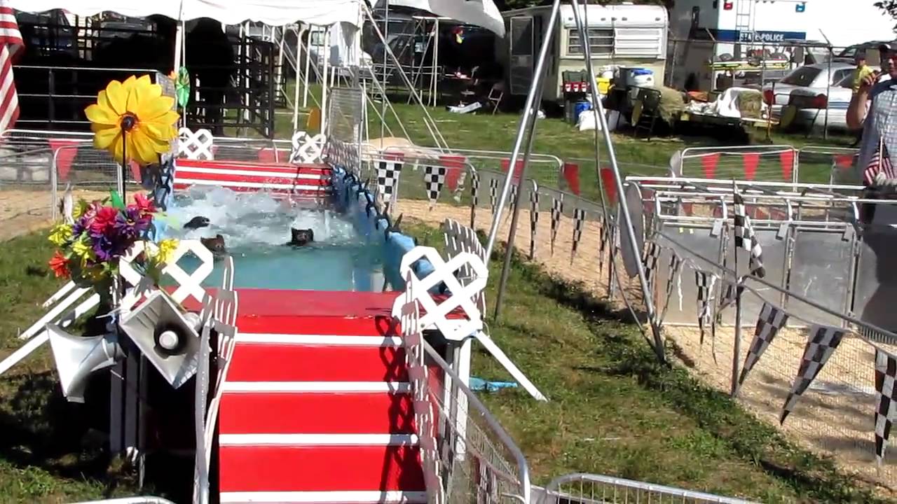 Pig Race at Chester Fair YouTube