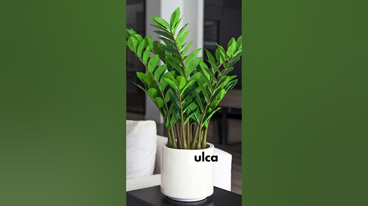 Plantas para você ter dentro de casa! #shorts #decoração