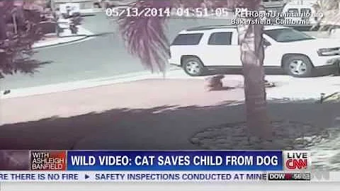 HERO CAT SAVES LITTLE BOY FROM A DOG ATTACK!!