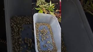 de seed some plants guava skittelz