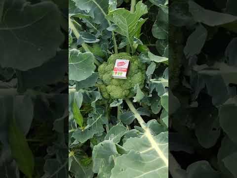 Video: Belstar Brokoli Məlumatı – Belstar Brokoli Bitkilərinin Yetişdirilməsi Haqqında Məlumat