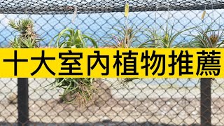 綠葉添生氣10款超美的室內植物讓你的家變成綠洲