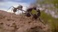 The Fascinating World of Antlion Larvae ile ilgili video