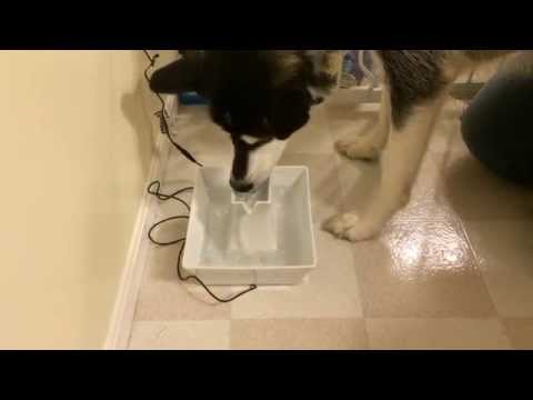 La Meilleure Fontaine à Eau Pour Chat En 2019 Comparatif