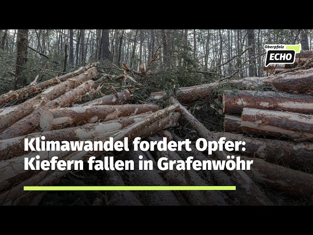 250 Kiefern am Waldbad in Grafenwöhr fallen dem Klimawandel, Misteln und einem Pilzbefall zum Opfer