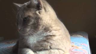 Moose Cat Seeks New Home in Bend, Oregon by mooseandkappy 128 views 13 years ago 47 seconds