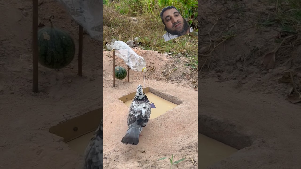 the smart idea to make a bird trap no1. 