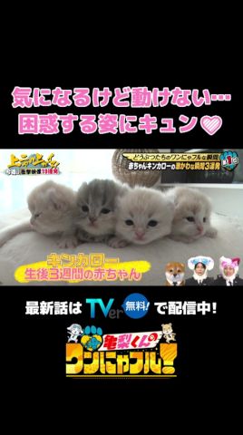 【お団子状態🍡】尊すぎる…😻よちよち赤ちゃん猫🐾
