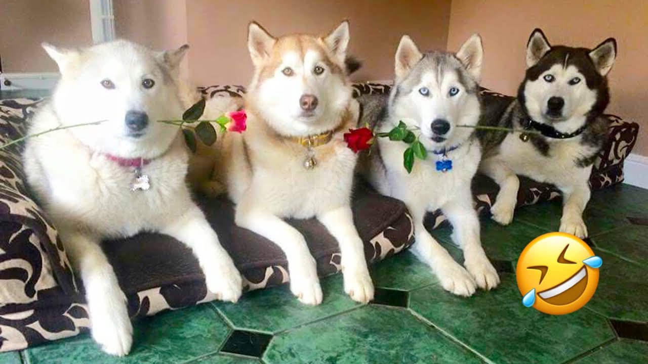 Самые смешные хаски | Обычные собаки против хаски🤣 | Лучшие видео за 10 минут