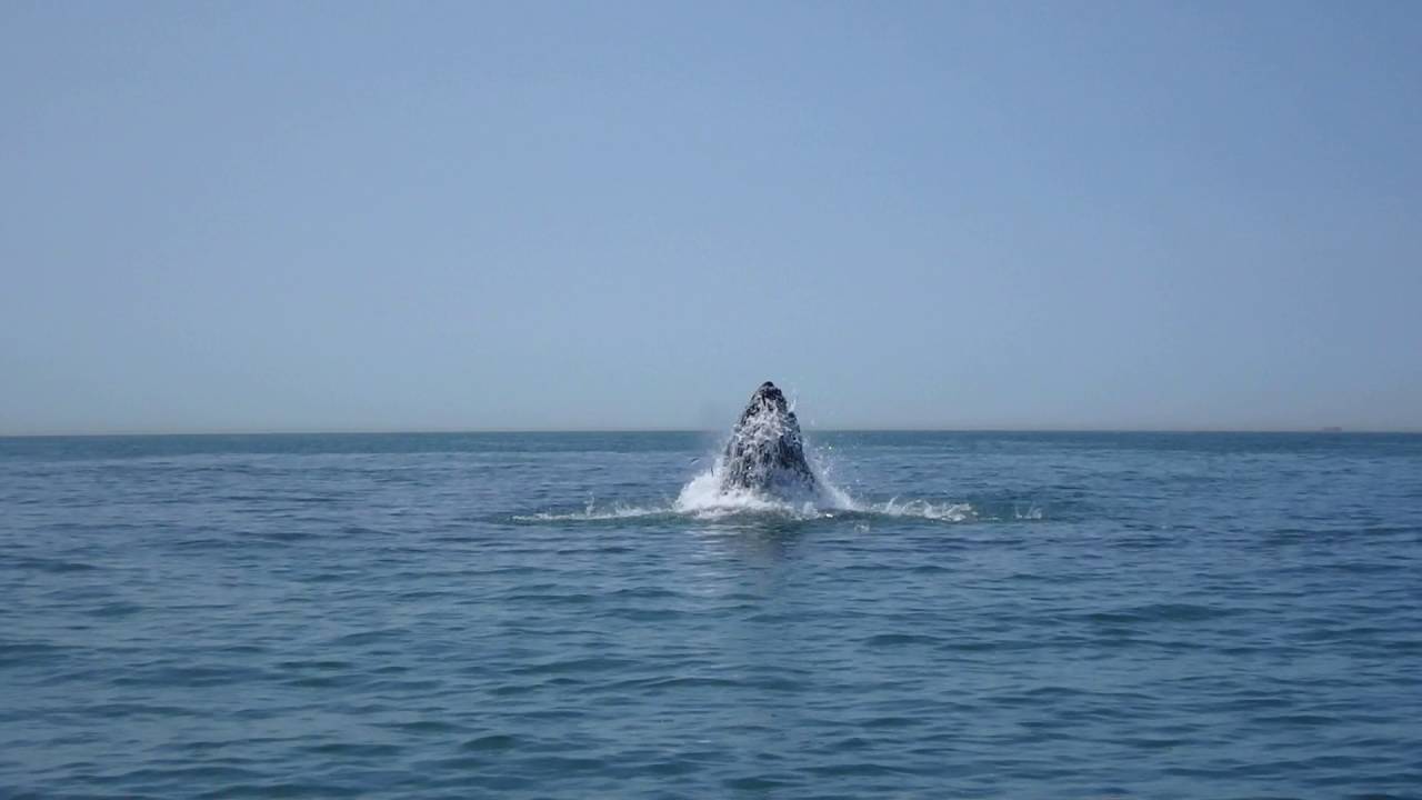 Humpback whales off of Long Island YouTube