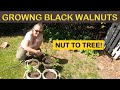 From NUT to TREE - Growing American Black Walnut Trees From Scratch