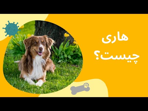 هاری - ویروس هاری در اثر گزش و خراش وارد بدن انسان می شود و سریع به مغز منتقل شده و بسیار خطرناک است