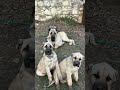 Aile saadeti :)  #malaklı #köpek #dog #anatolianshepherddog #kangal #alabai #anadoluçobanköpeği