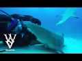 Shark stops swimming to observe diver before deciding to say hi: WSV