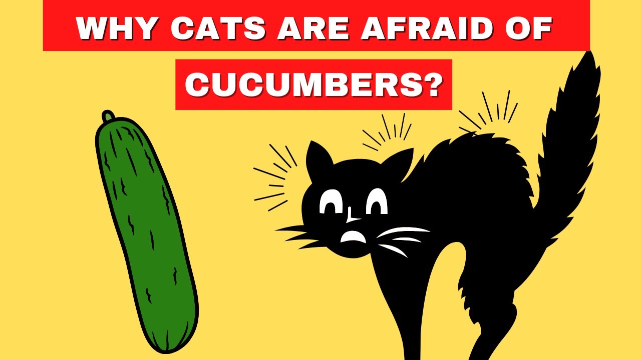 Why are cats afraid of CUCUMBERS ? Cats 🐱🐱 YouTube