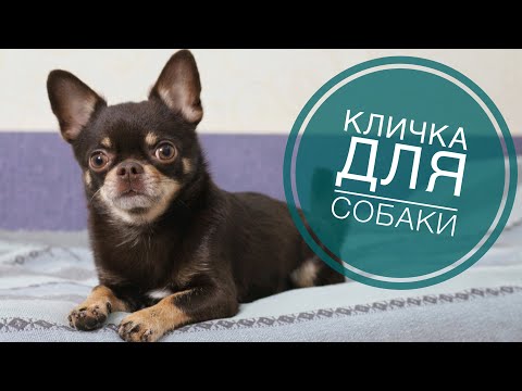 Видео: 101 девушка щенок имена
