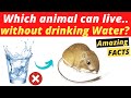 Which animal can live without EVER drinking water? | Most Interesting and Amazing Facts #shorts