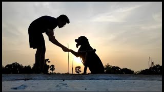 ROTTWEILER !! Are they dangerous? | All about Rottweiler | Experience with my dog.