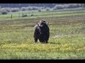 Sierra Valley Yaks