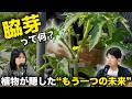 わき芽を取ると、植物の可能性は減る【トマト・ナス・カボチャ｜畑で考える。①】