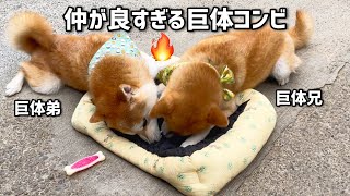 柴犬巨体兄弟が繰り広げるわちゃわちゃ劇場が迫力より可愛い方www