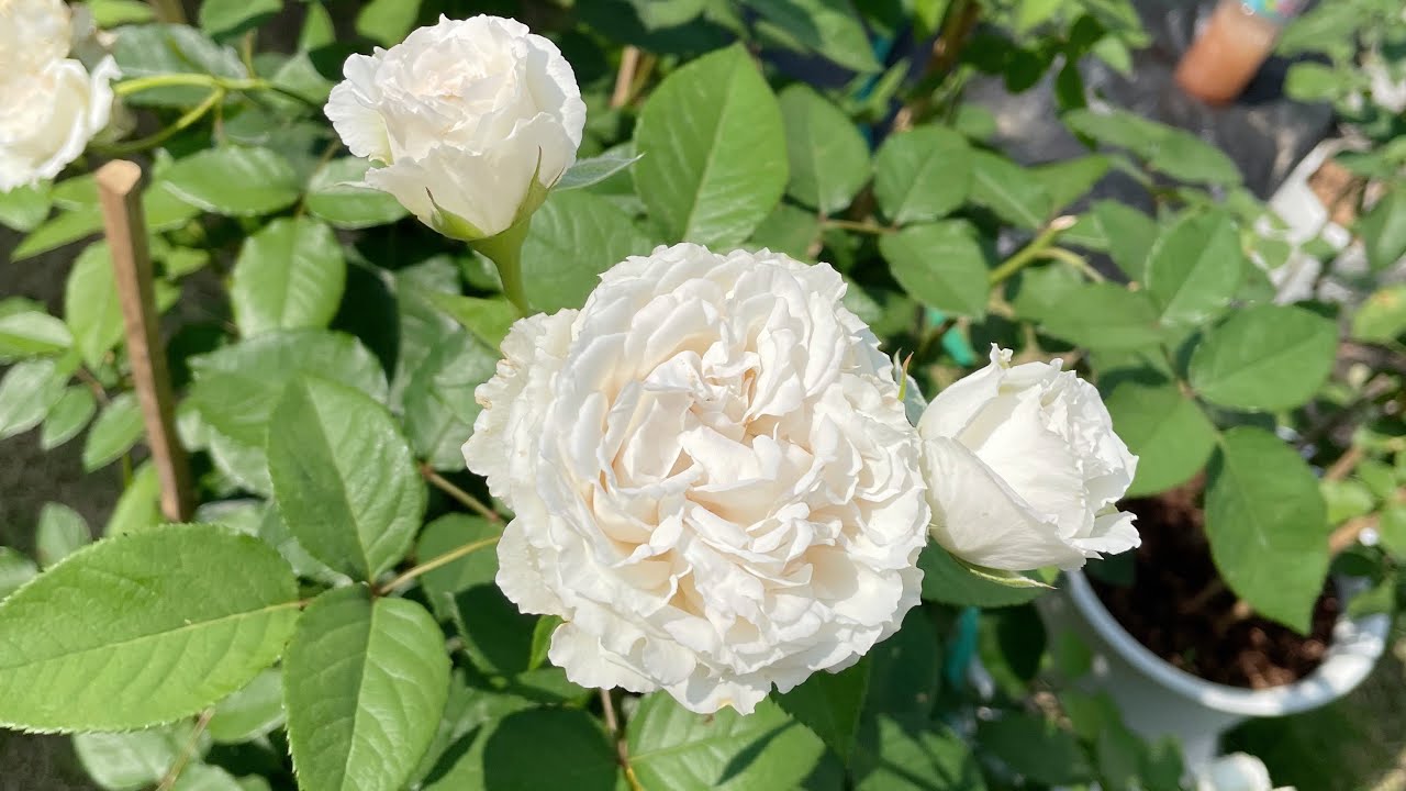 ปลูกไปเรื่อย ep.5 | Unbox กุหลาบ  Rose in Love - เตรียมดิน ย้ายกระถาง ต้นกุหลาบ creed rose