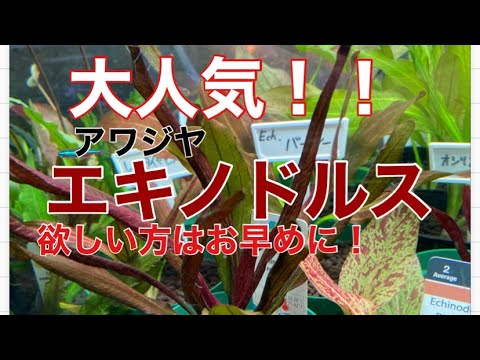 Aquatic Plant Introduction Series~ About the aquatic plant called
