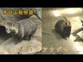 【茶臼山動物園】 ホンドタヌキと二ホンアナグマ(260509)