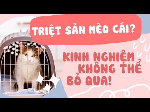 Video: Triệt Sản Mèo: động Vật được Triệt Sản ở độ Tuổi Nào, Các Loại Phẫu Thuật, ưu Và Nhược điểm Của Chúng, Chuẩn Bị Và Hậu Quả, Phục Hồi